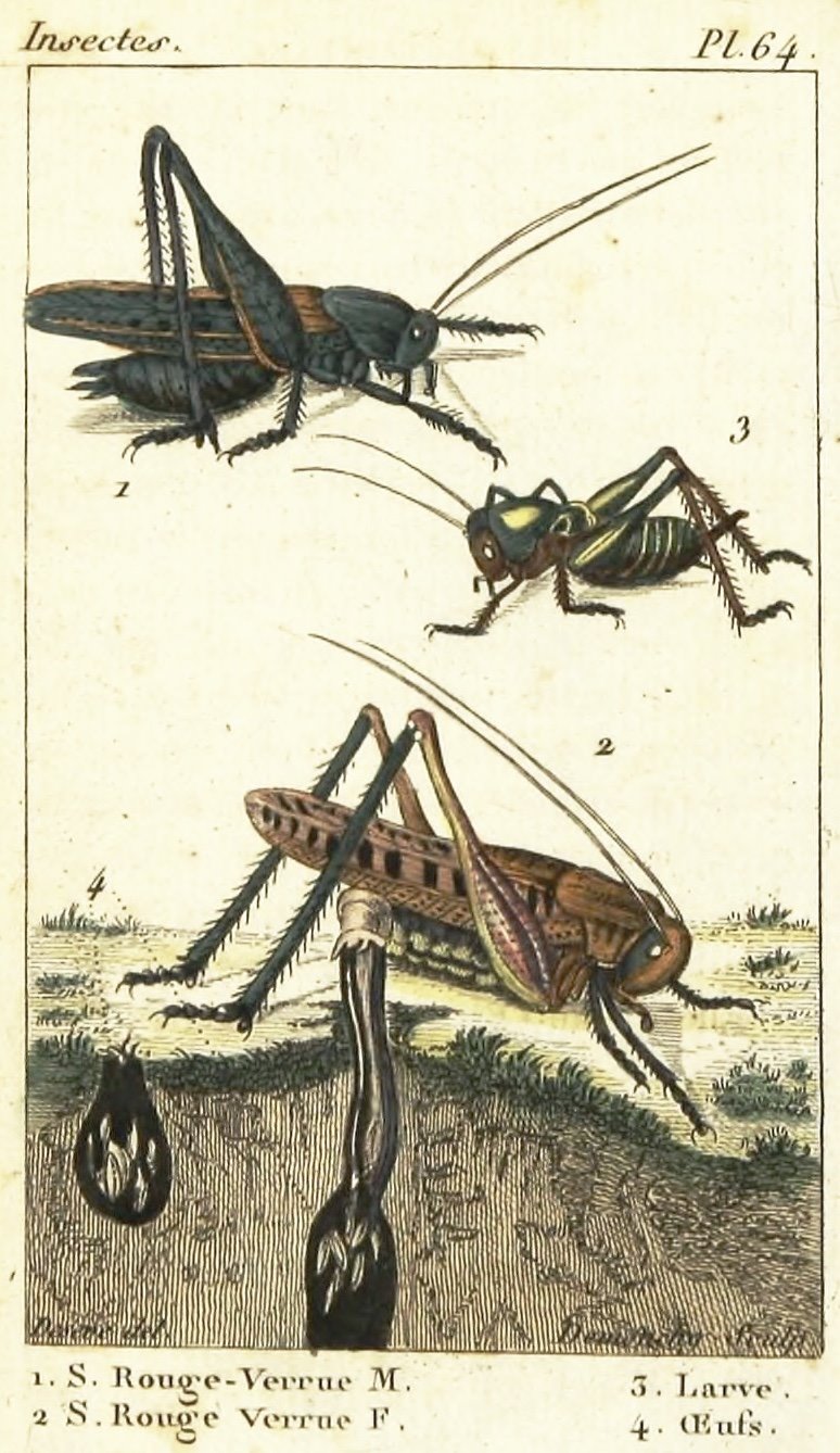 The wart-biter (Decticus... - Biodiversity Heritage Library