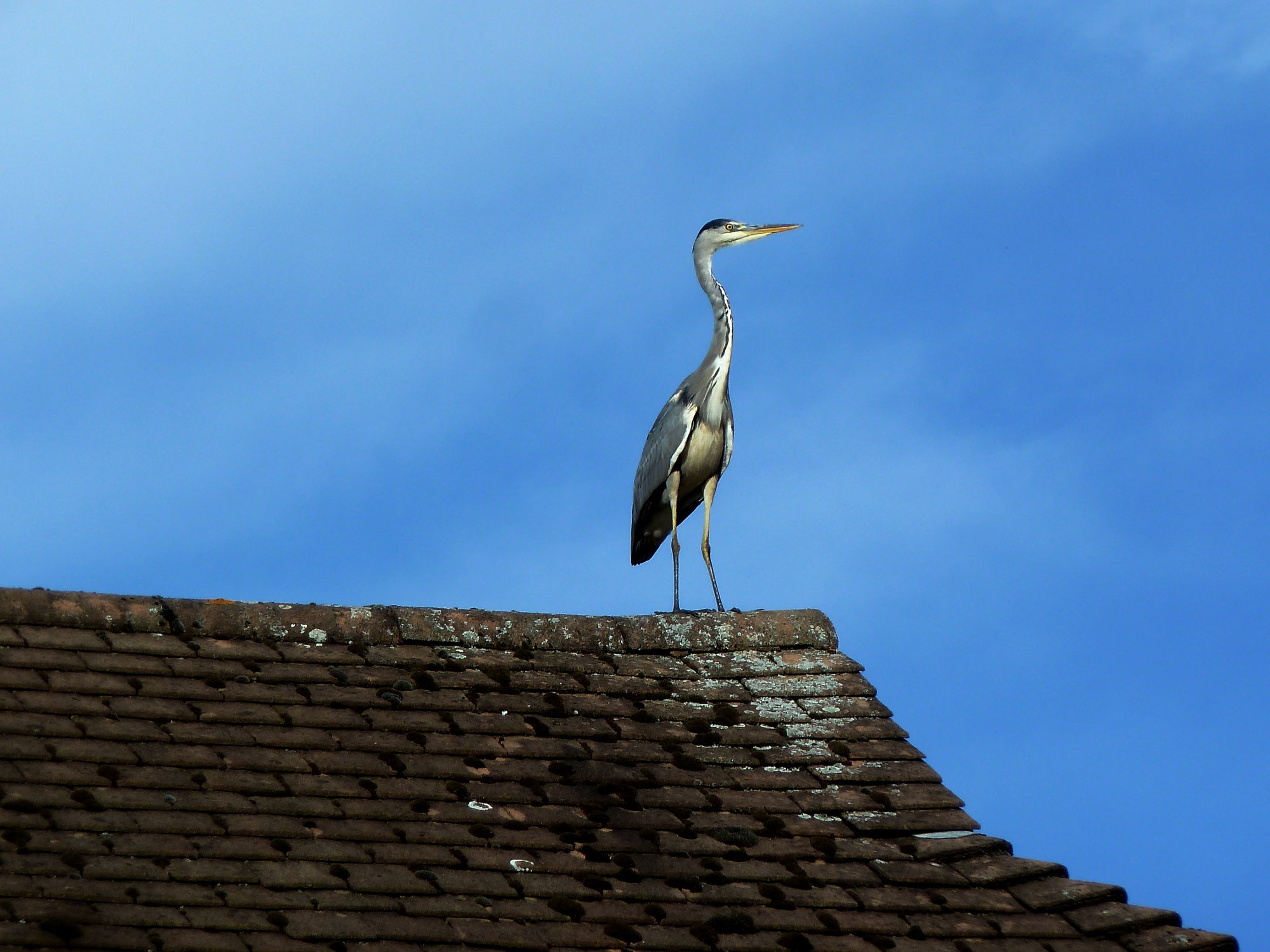 London Wildlife Trust - Join our Director of Conservation, Mathew Frith ...