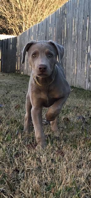 How Often Should You Walk Your Blue Lacy Puppy