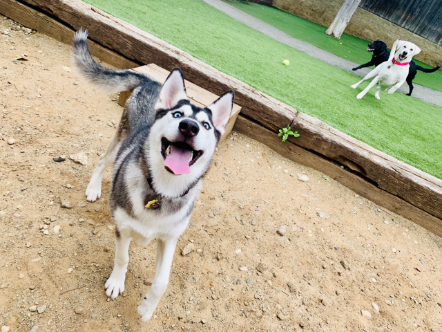 Spring Creek Kennel & Cattery - Happy National Smile Day! We'd love to ...