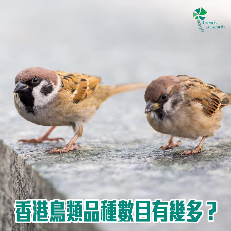 🕊【雀鳥日】香港雀仔種類有成530種咁多？... - Friends of the Earth (HK) 香港地球之友 | Facebook