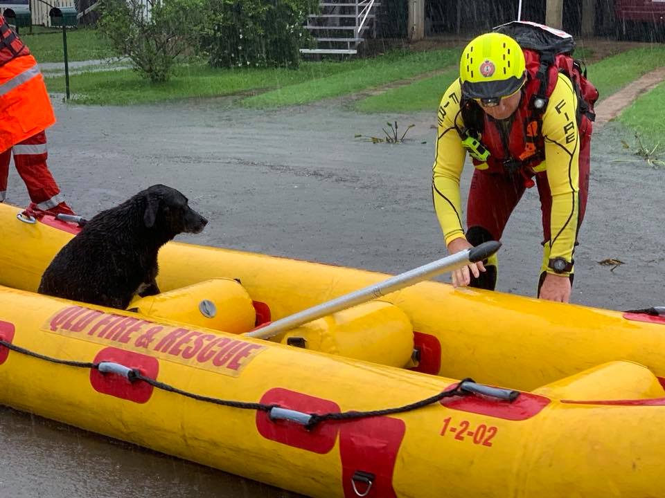 ABC Brisbane - Literally every man and his dog seeking...