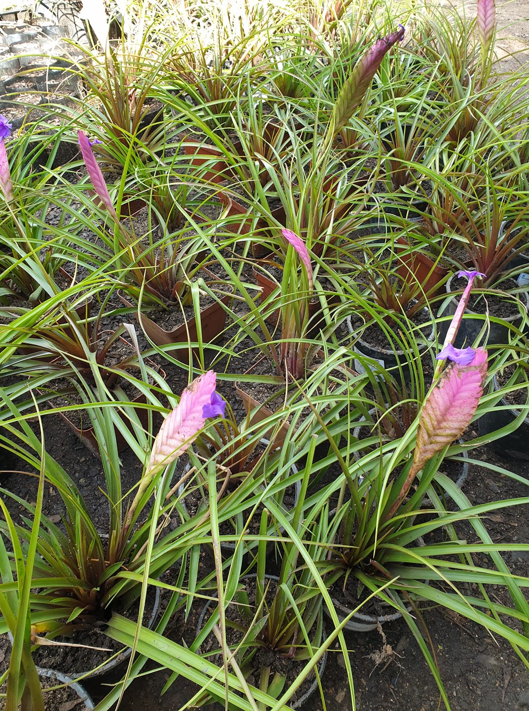 Tillandsia 'The Great White' - T.caput-medusae Sonoran Snow x T