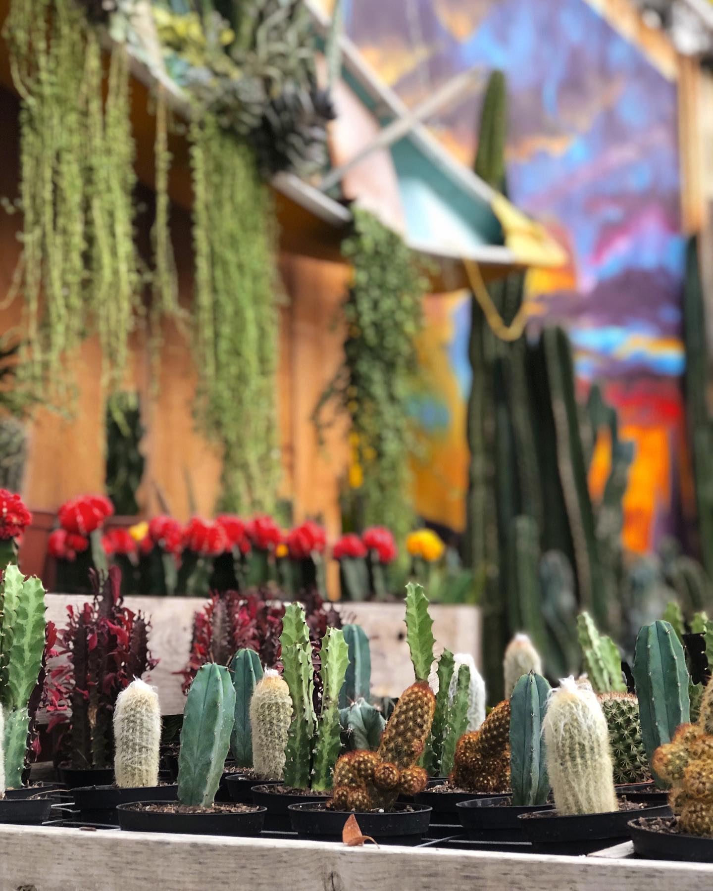Our new cactus corner is... - The Watering Can Flower Market