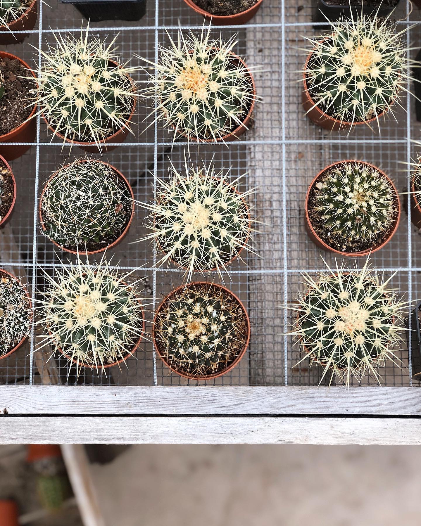 Our new cactus corner is... - The Watering Can Flower Market