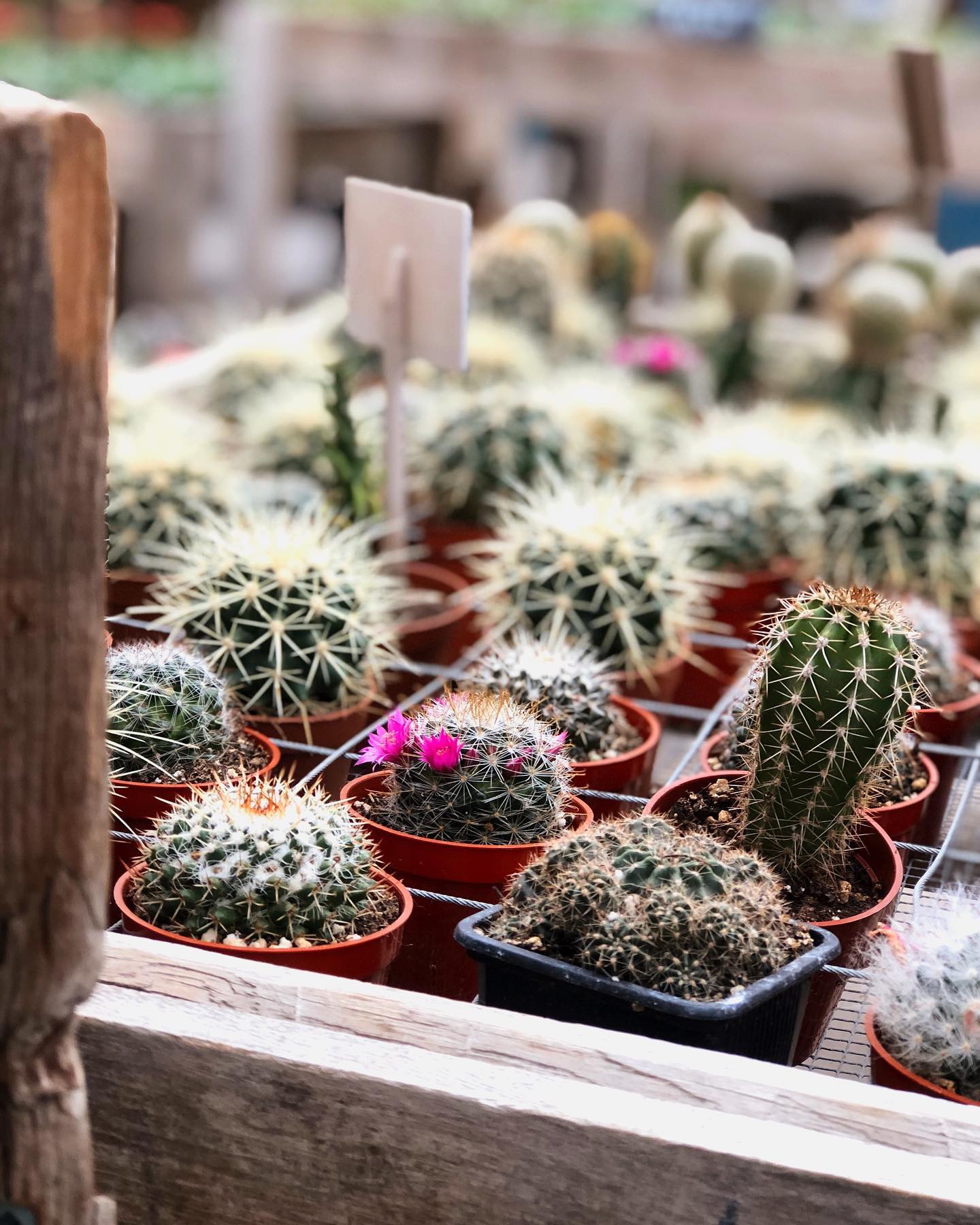 Our new cactus corner is... - The Watering Can Flower Market