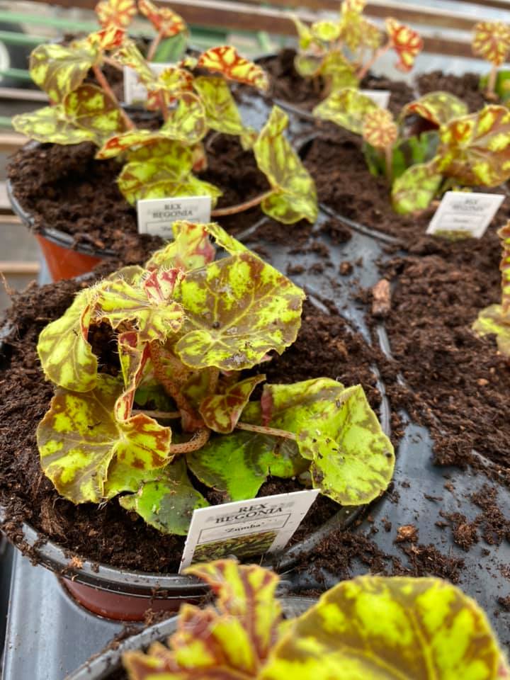 Creque's... - Creque's Greenhouse and Produce Stand