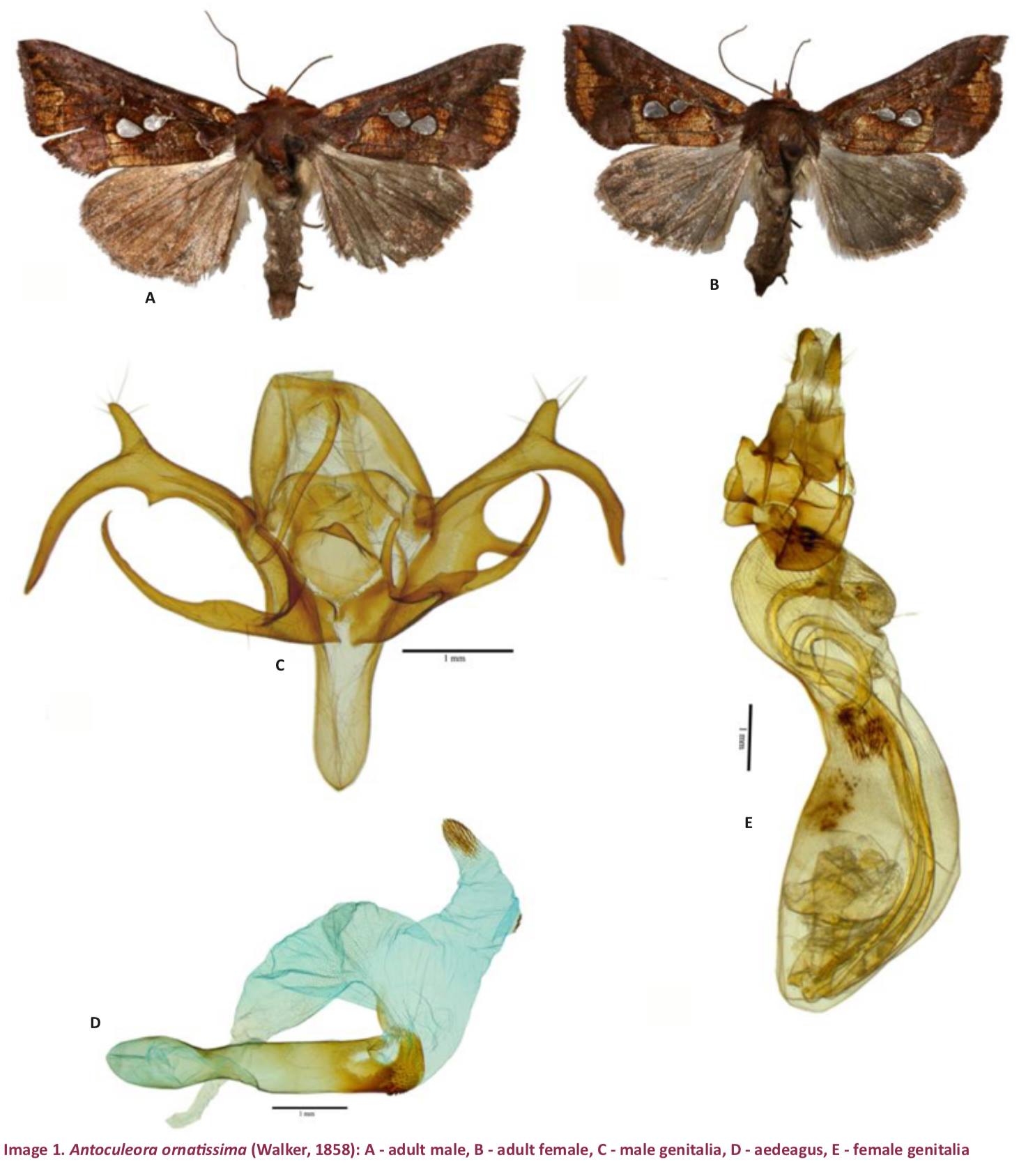 Journal of Threatened Taxa - DNA barcoding maps a new range for moths ...
