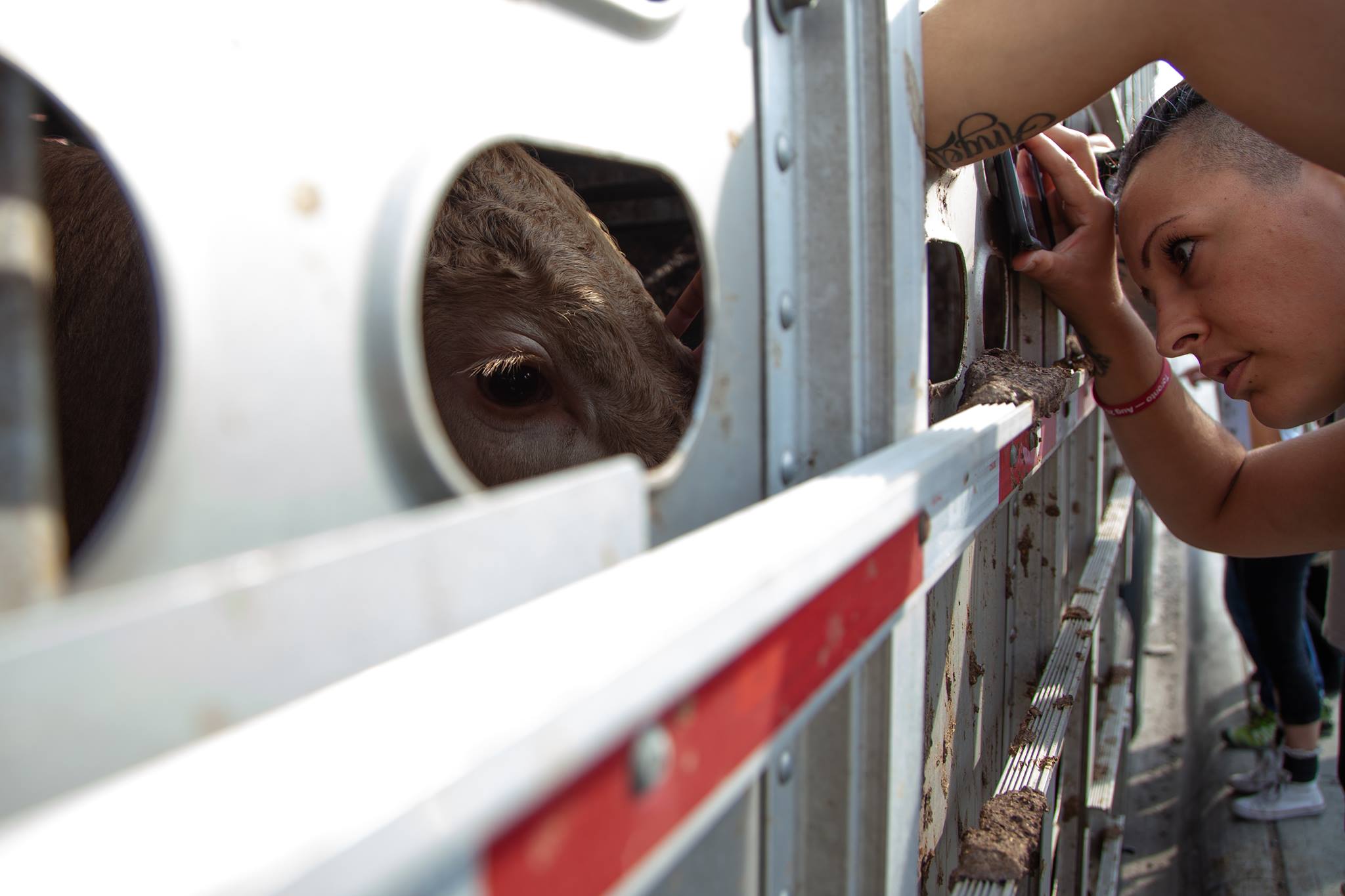 Toronto Cow Save | Facebook