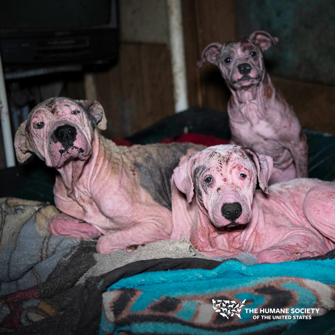 Humane World for Animals - ANIMAL RESCUE UNDERWAY: We're assisting with ...