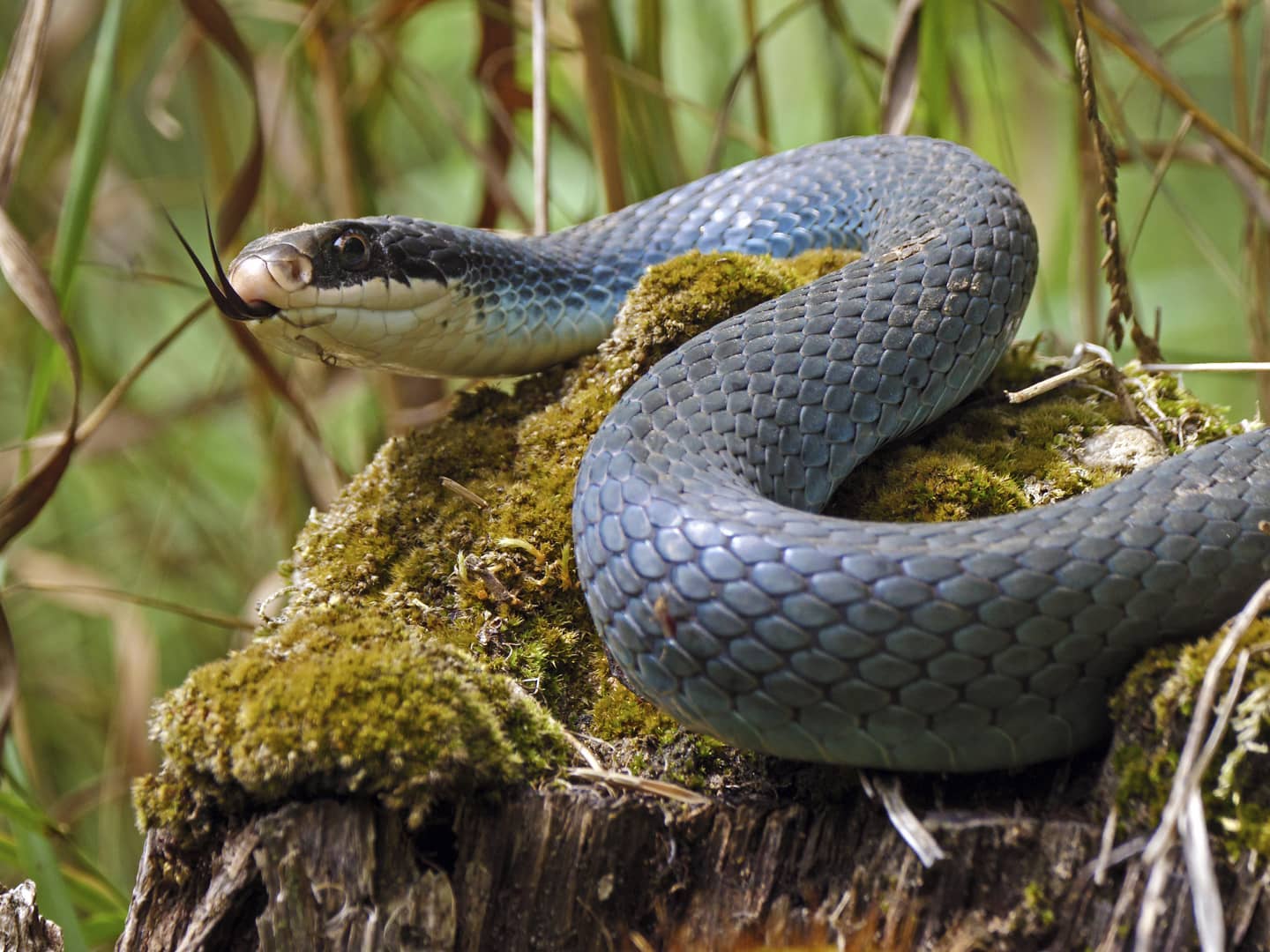 Blue Snake Species