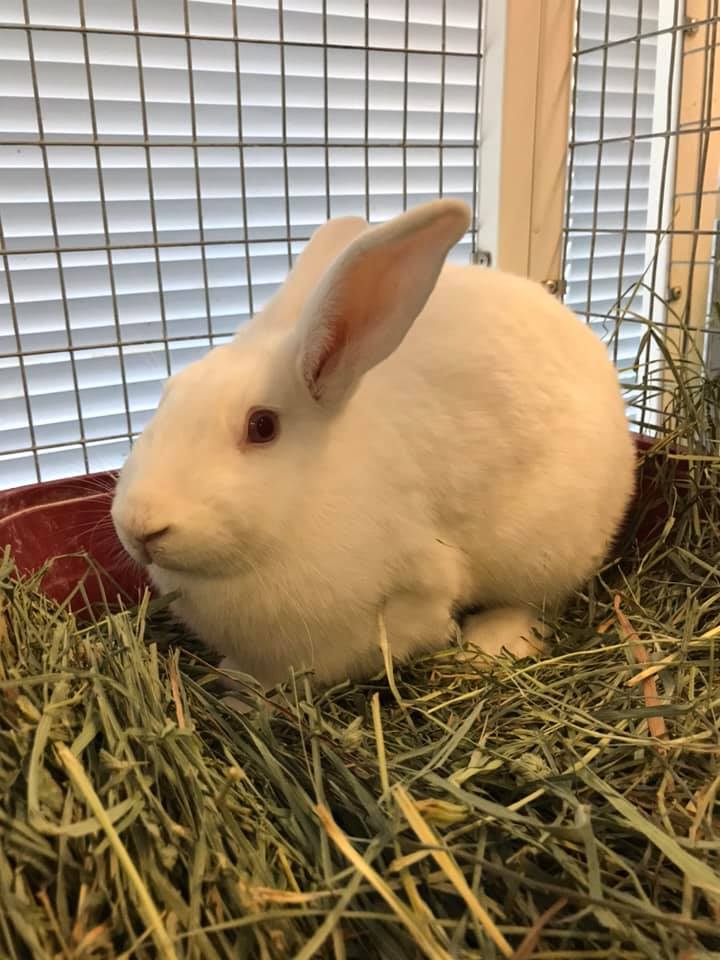 The New Mexico House Rabbit... - Albuquerque Animal Welfare