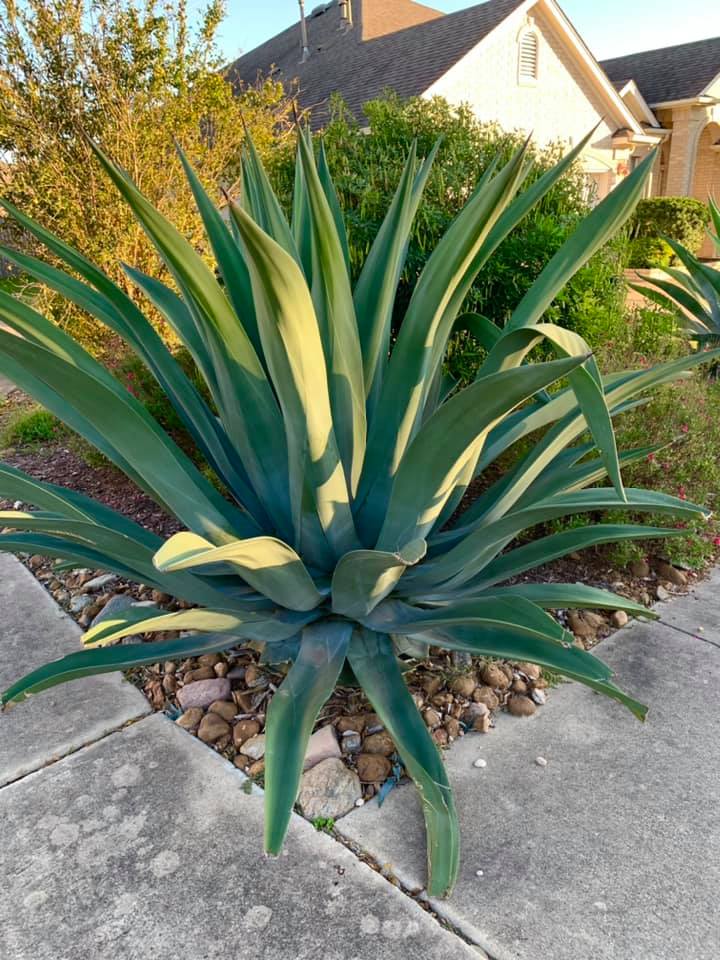 Agave is a popular figure in our Central Texas neighborhood