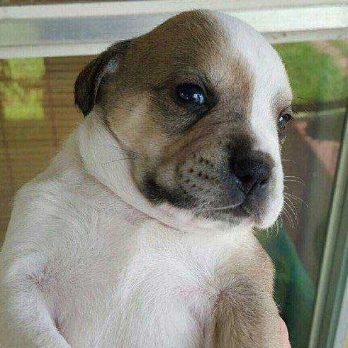 The Cannoli Fund Ren Only A Few Weeks Old Facebook facebook