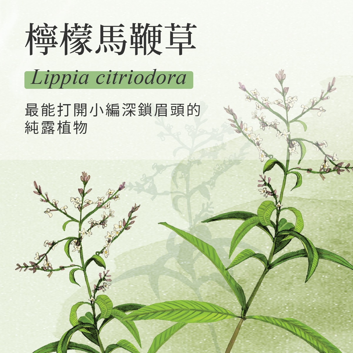 肯園 - 【小編絕對不能沒有的香氣】🌿 ＃就是檸檬馬鞭草純露啦！... | Facebook