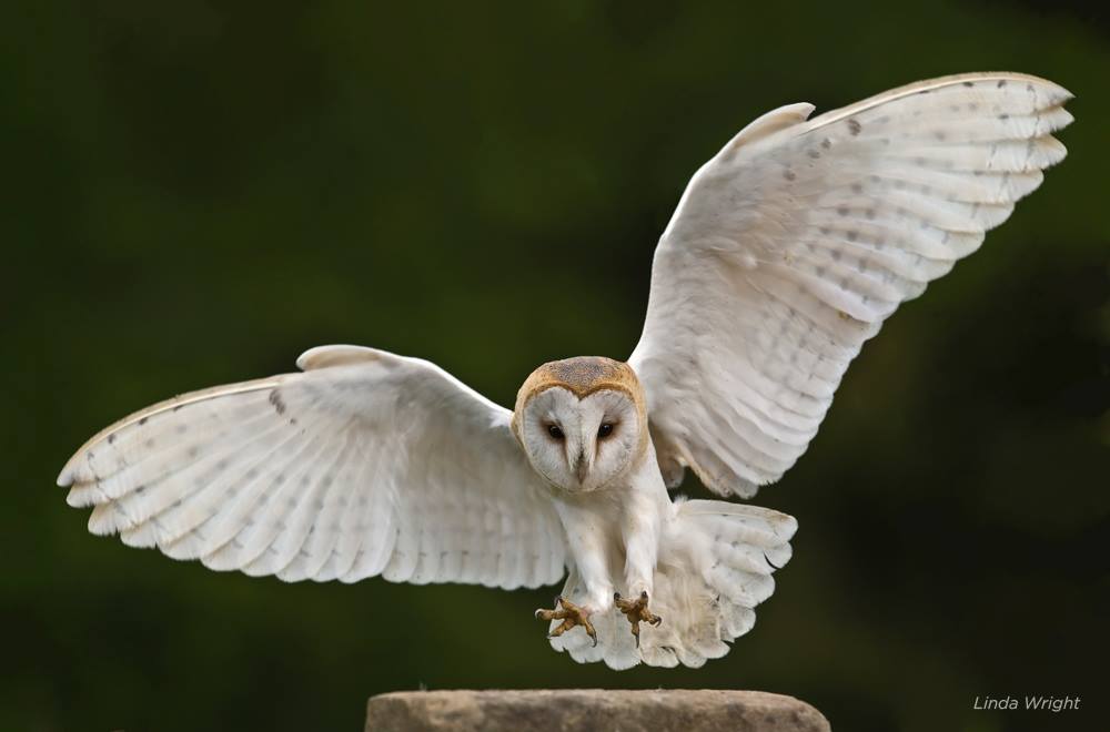 The flight feathers found on... - Badger Run Wildlife Rehab