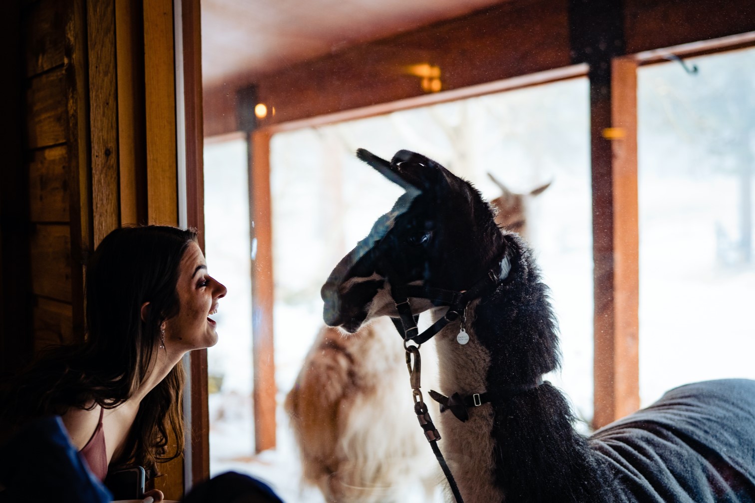 Wild - Give your guests the unique experience of llamas on your big day ...