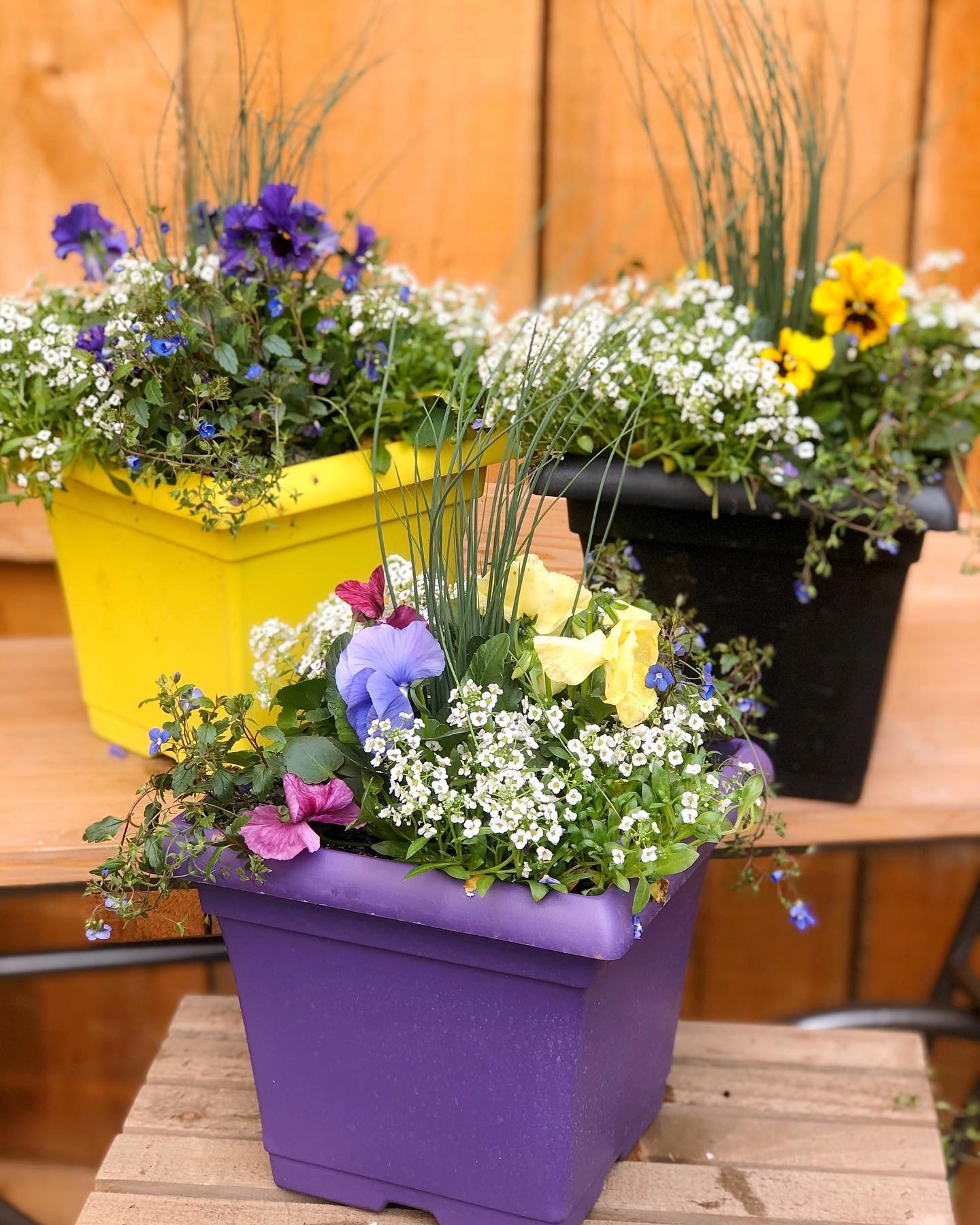 Spring planters have... - The Watering Can Flower Market | Facebook