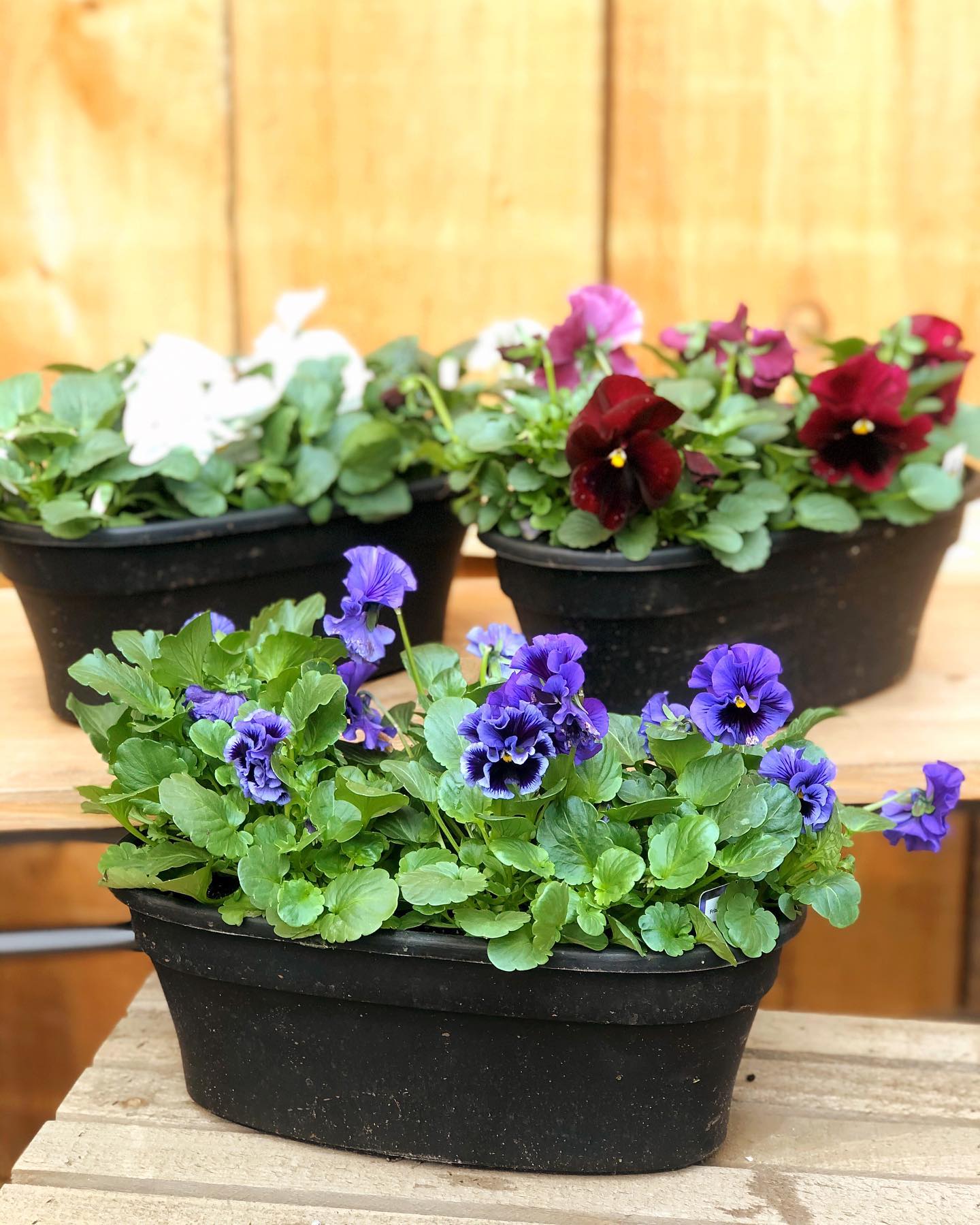 Spring planters have... - The Watering Can Flower Market | Facebook