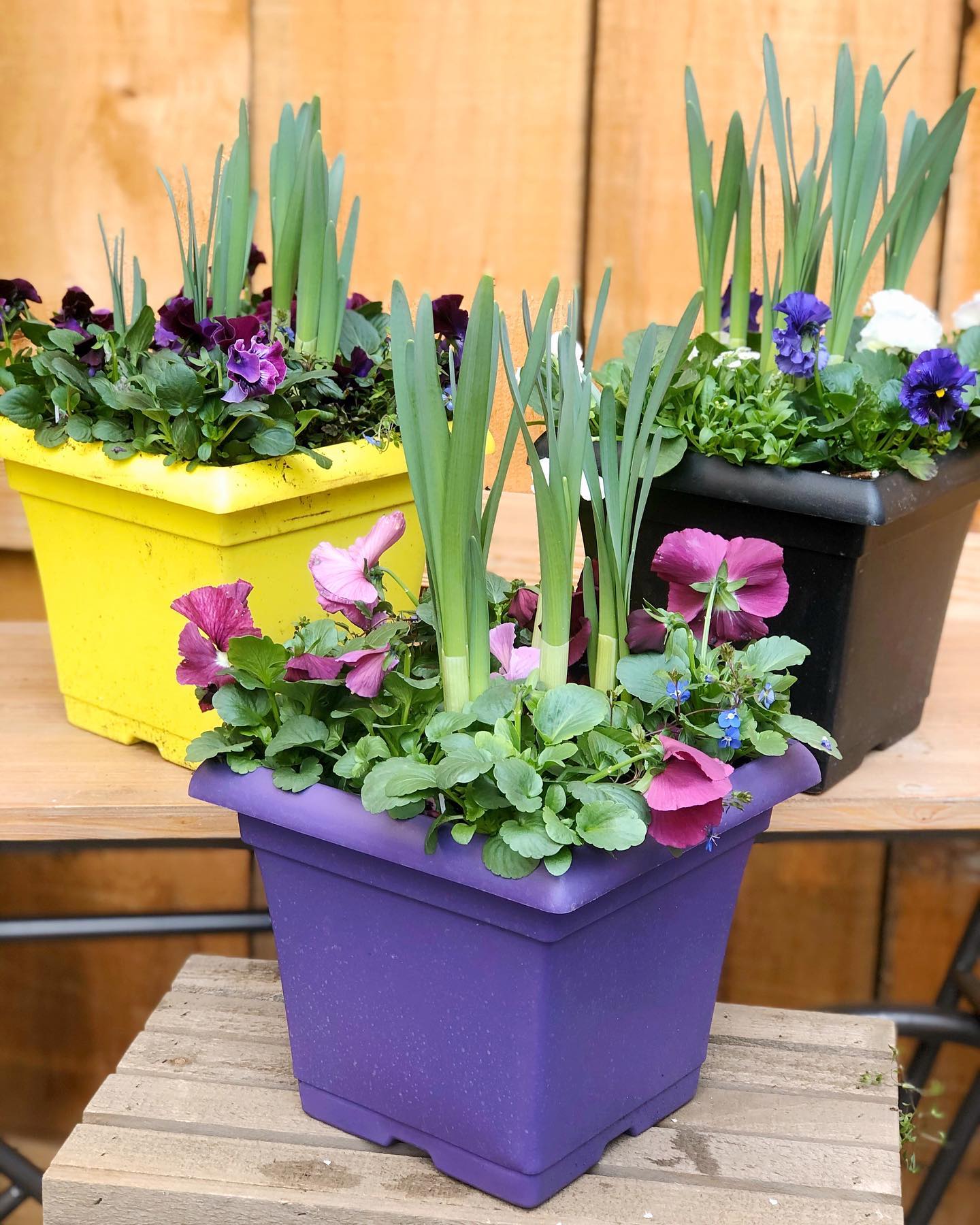 Spring planters have... - The Watering Can Flower Market | Facebook
