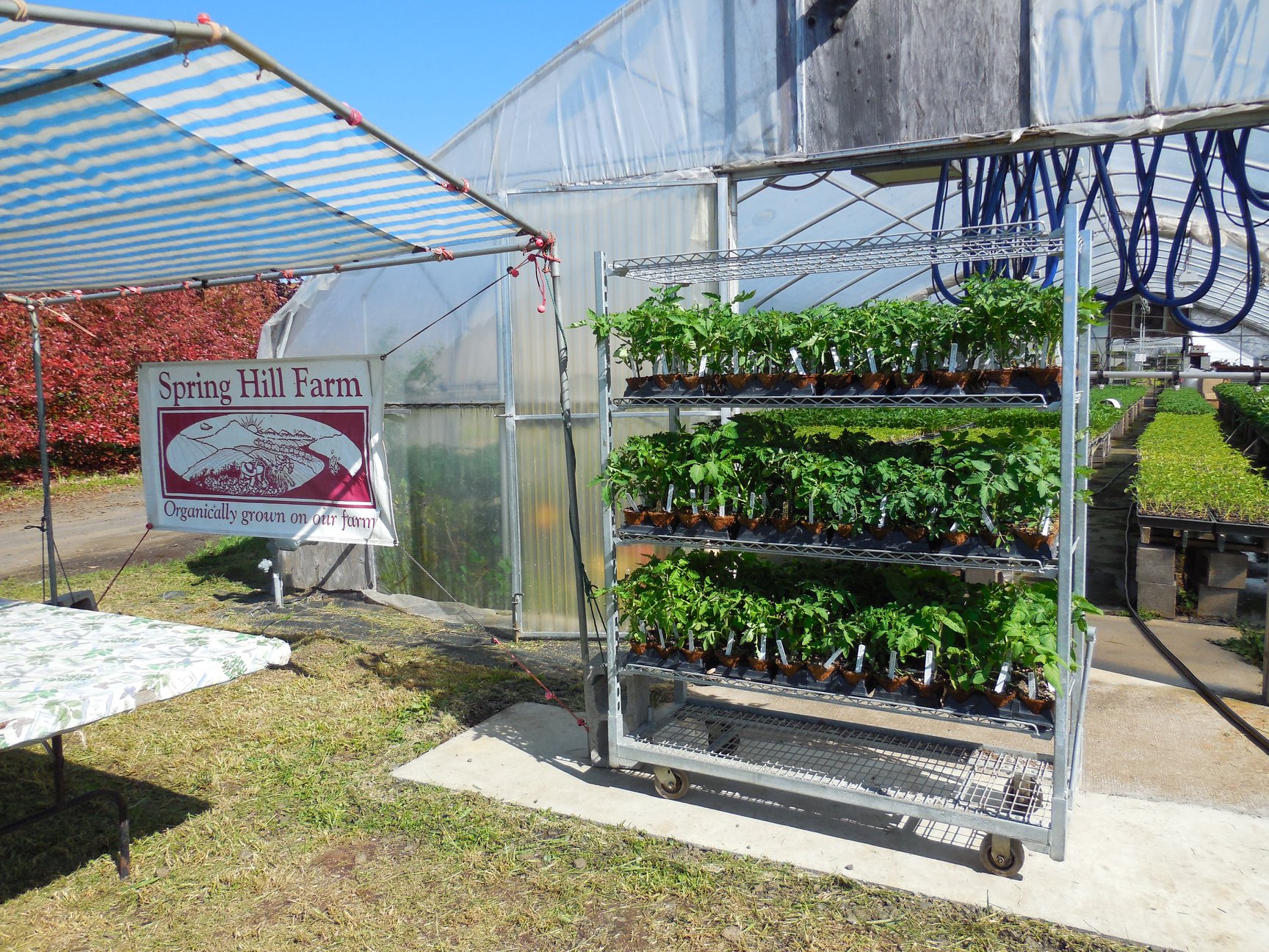 Spring Hill Organic Farm | Albany OR