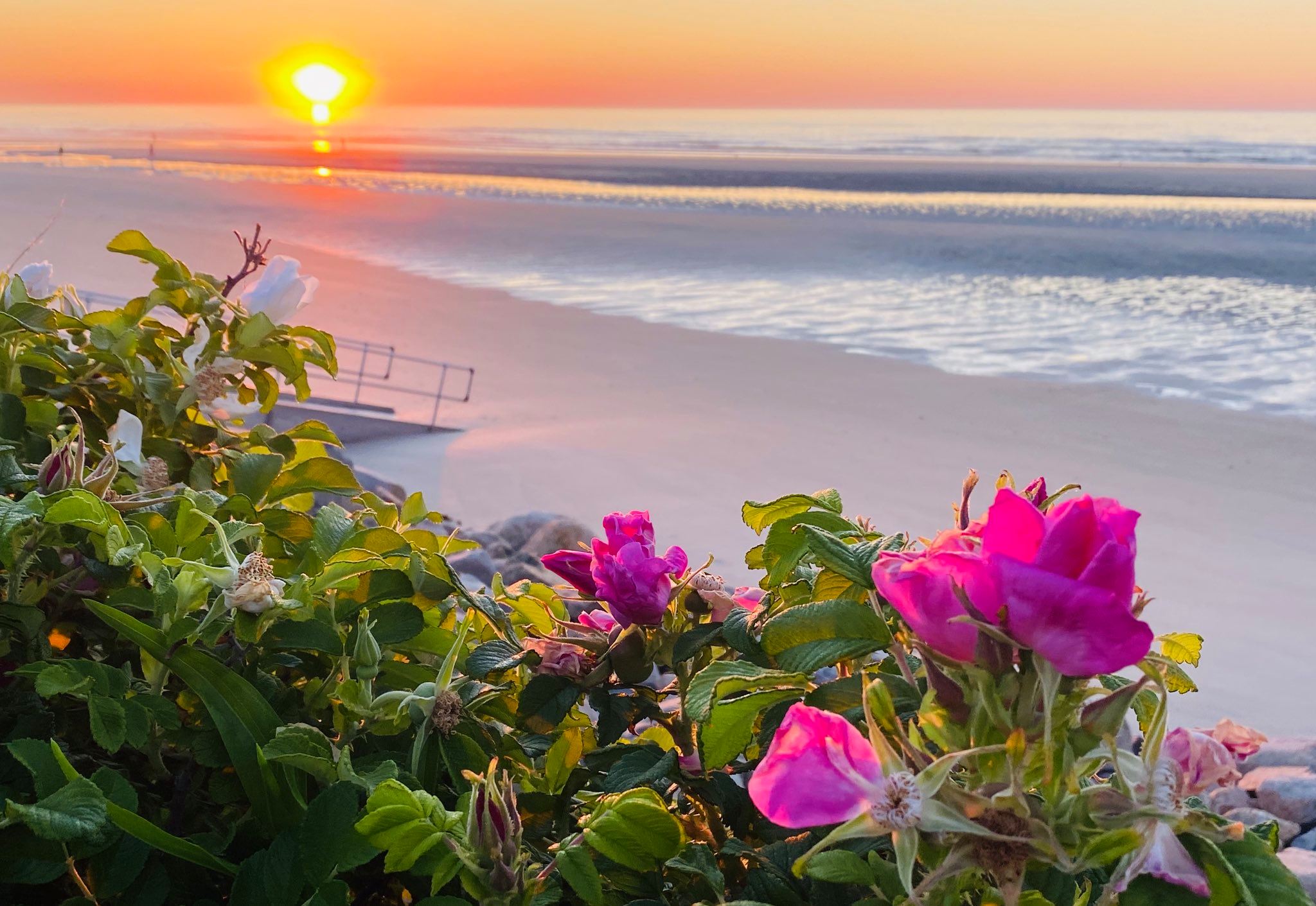 Sea roses and sunshine! 🌅 (📸:... - WGME CBS 13 News, Portland | Facebook