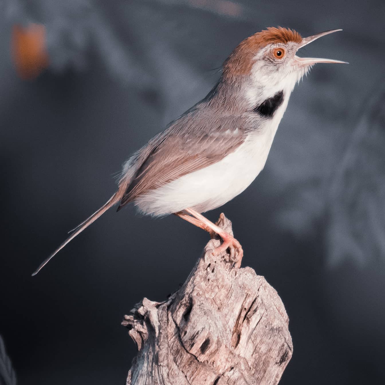 Prajwal Rai - Common Tailorbird: A common warblerlike bird...