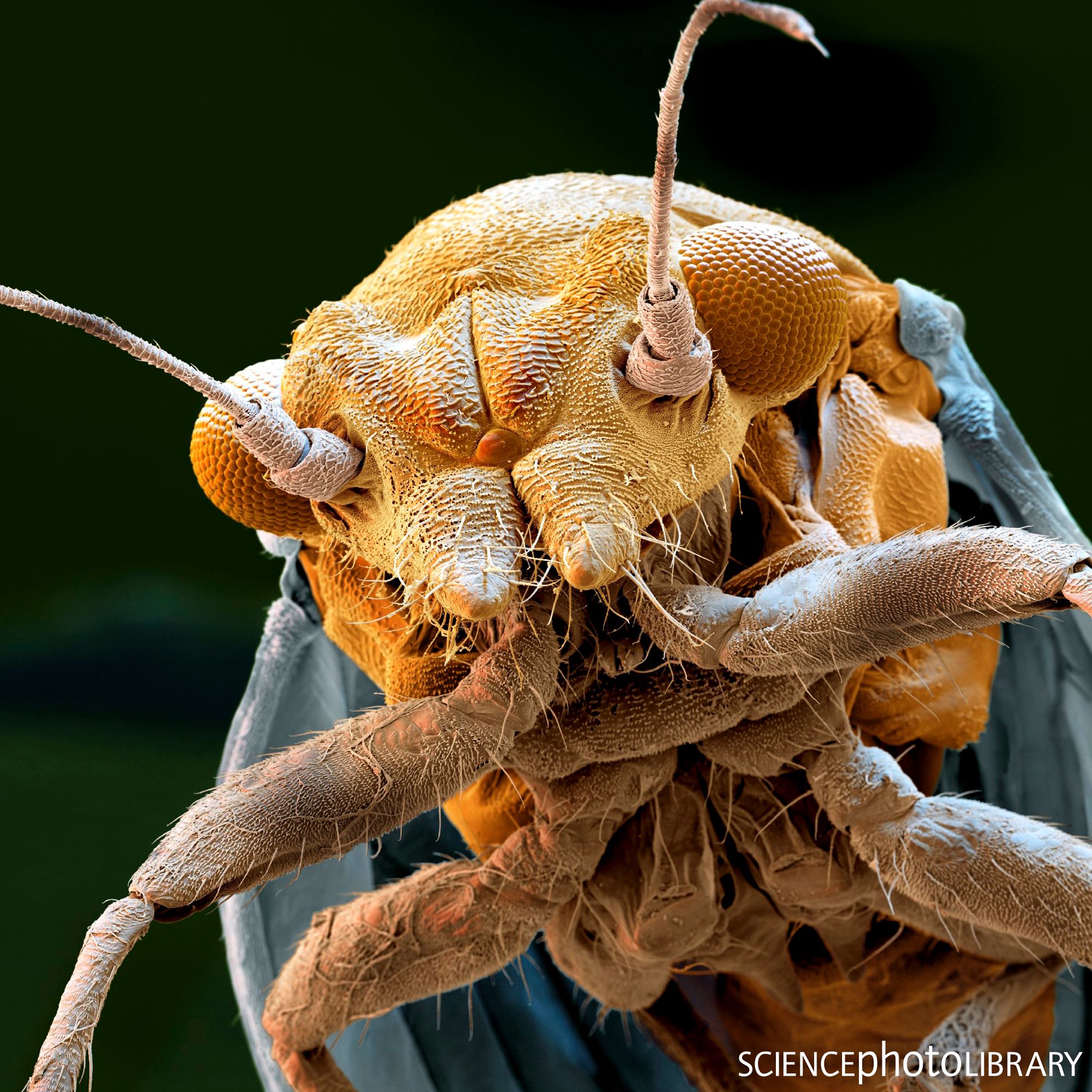 Psyllids, also known as jumping... - Science Photo Library | Facebook