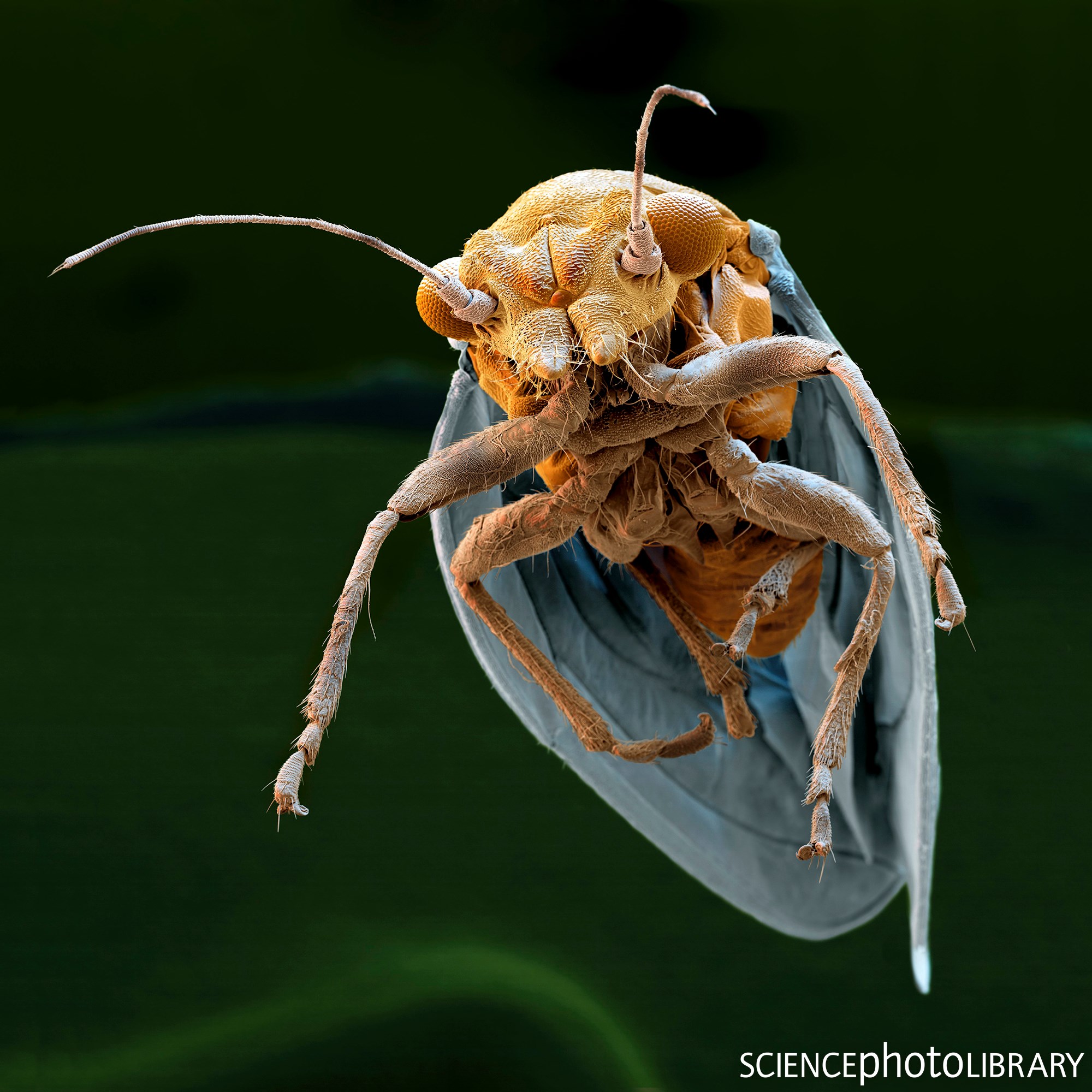 Psyllids, also known as jumping... - Science Photo Library | Facebook