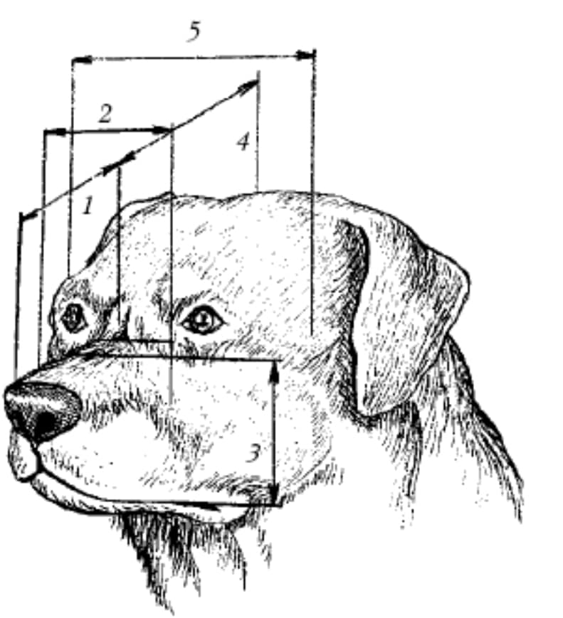 How to Identify a Rottweiler ? Look... - Daniel Thuraisingham