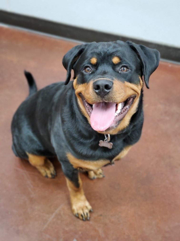 K9s Only - Pet Resort & Dog Daycare - 7 month old Rudy is loving being ...