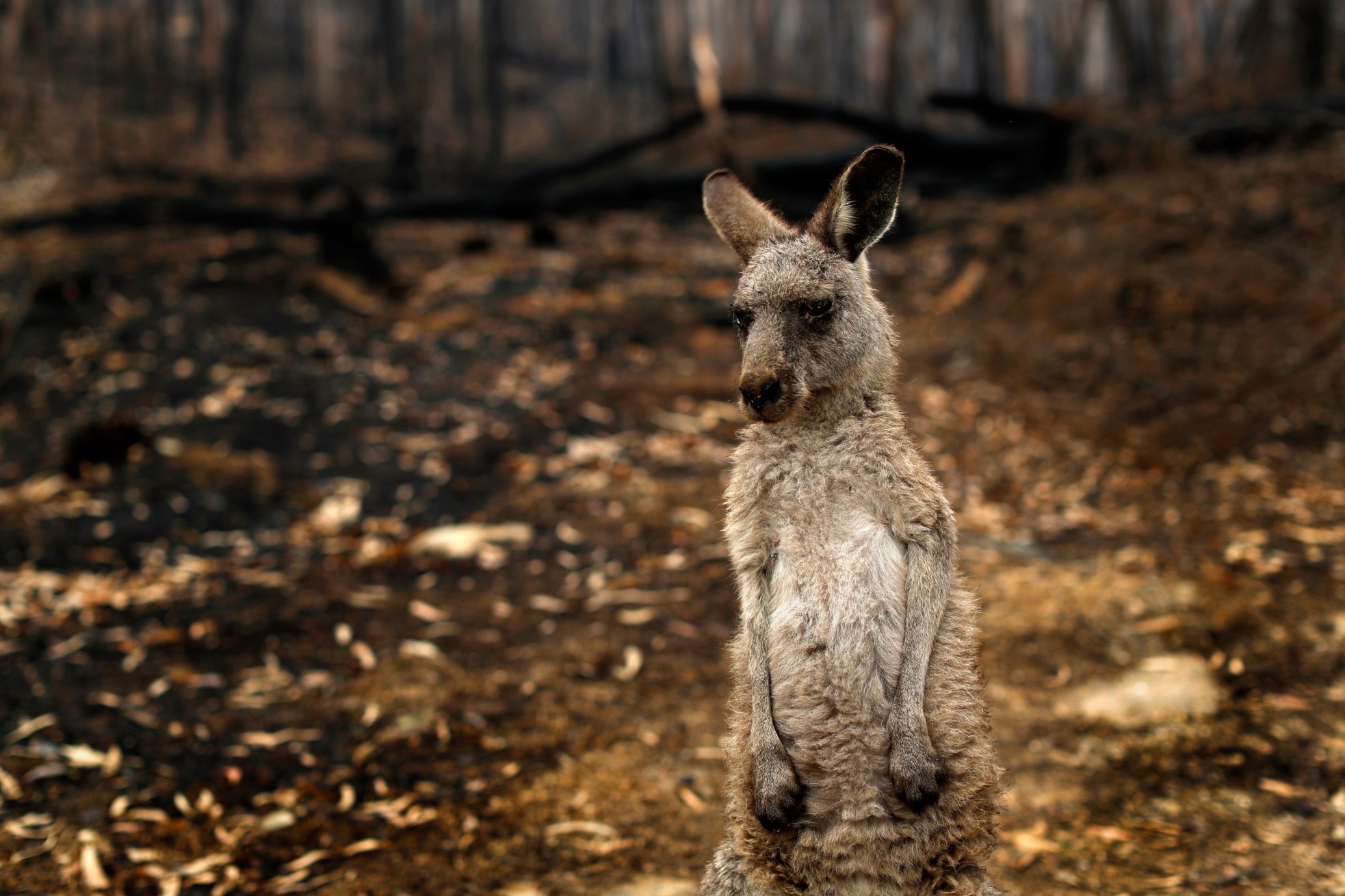 Along the scorched and blackened... - Australian Museum