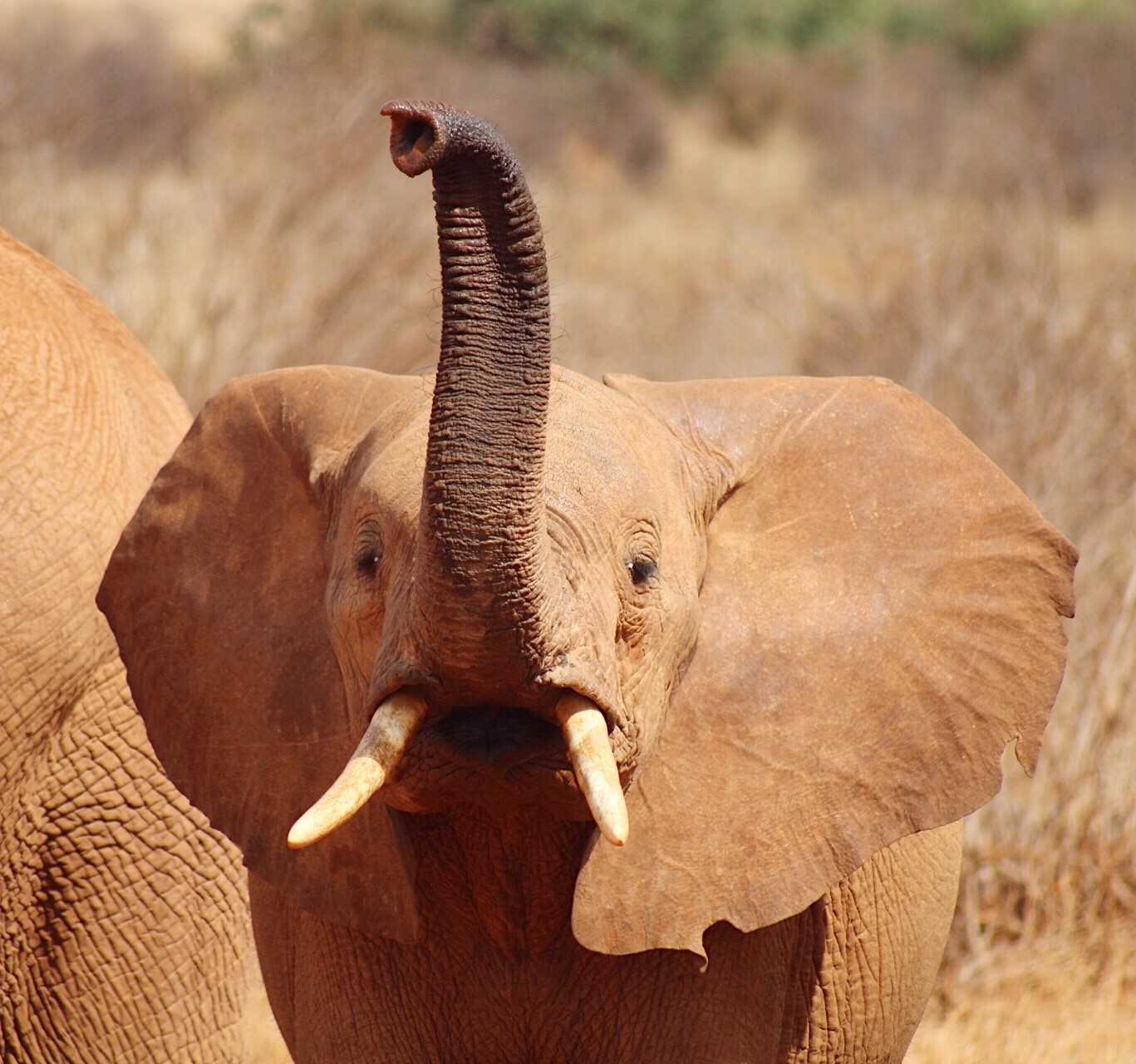Today is #WorldElephantDay and is a... - Camps International