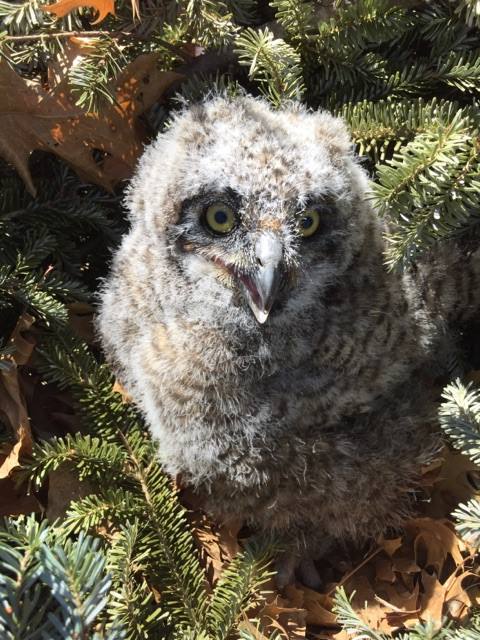 We’ve seen the first juvenile raptor... - The Raptor Center