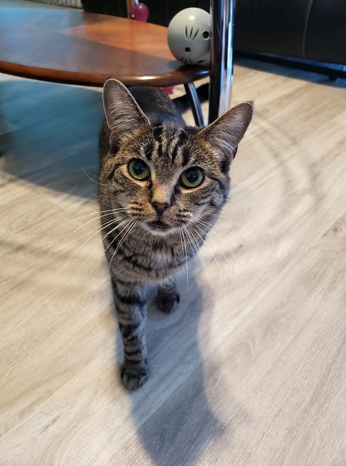 Last Chance Cat Ranch... - Last Chance Cat Ranch Lethbridge