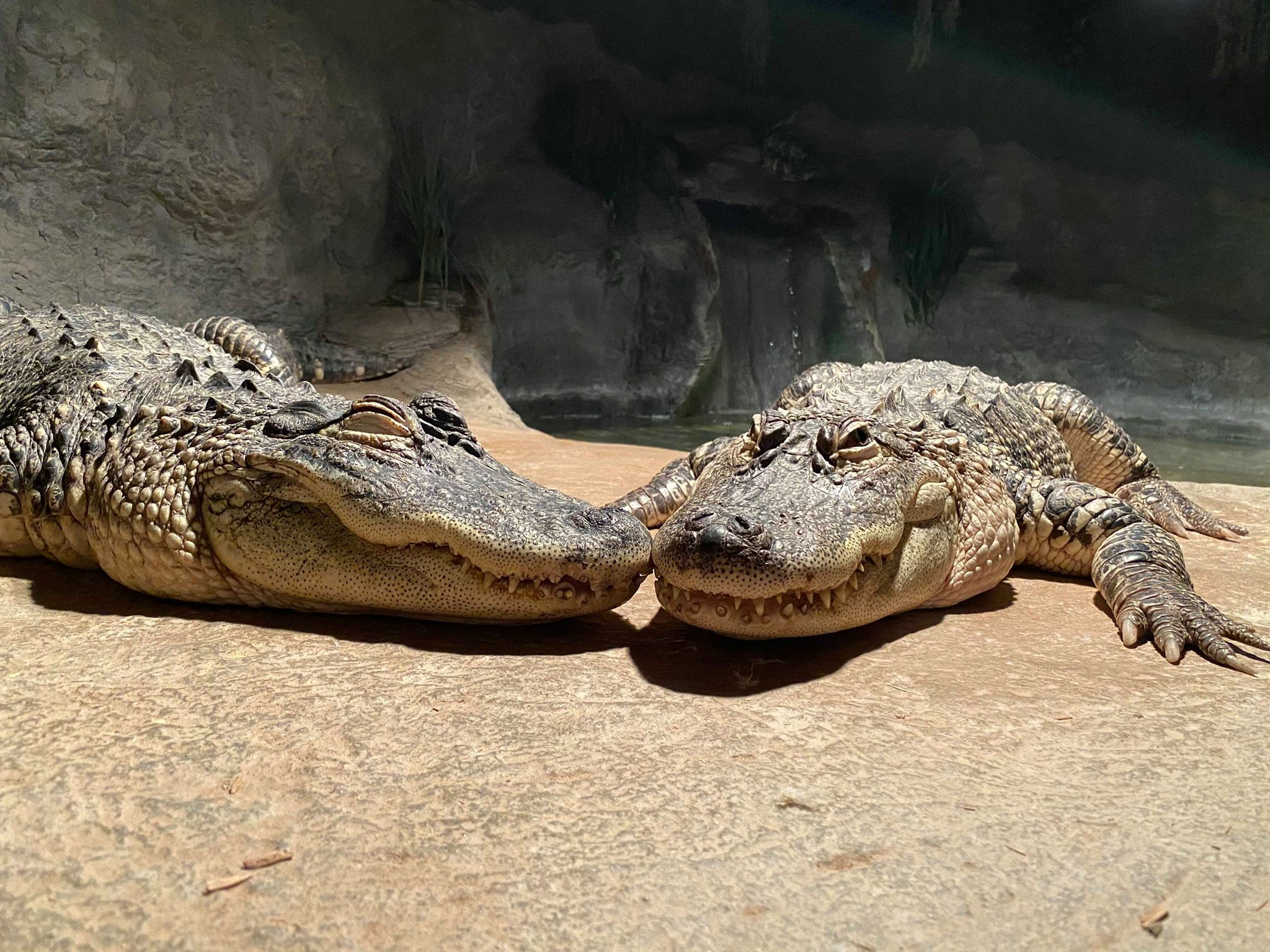 The Pet Zone - One look at these amazing predators with their thick ...