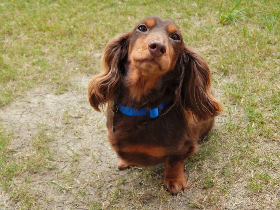 DRSF Welcomes Boomer to... - Dachshund Rescue South Florida | Facebook