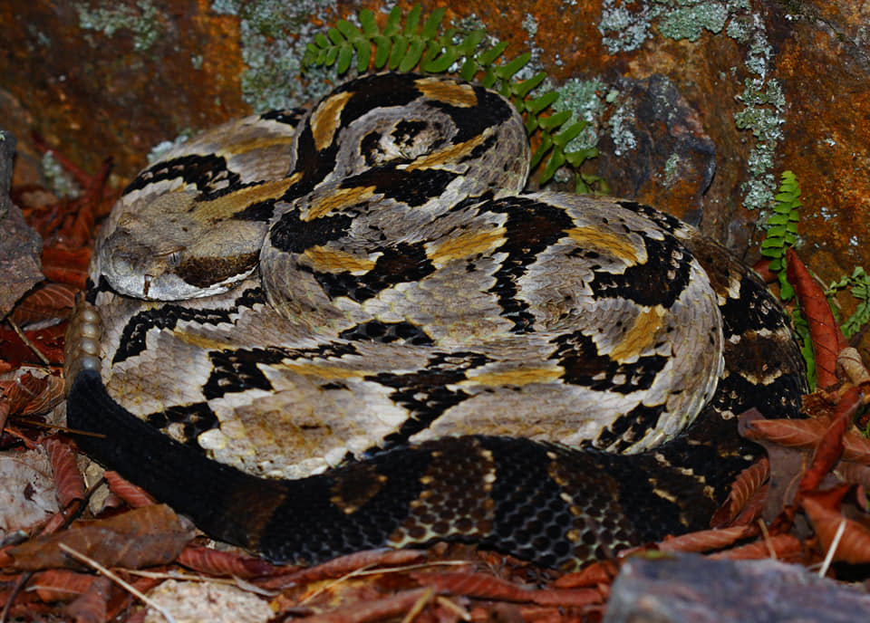 Peter - Timber Rattlesnake (Crotalus horridus) These are also ...