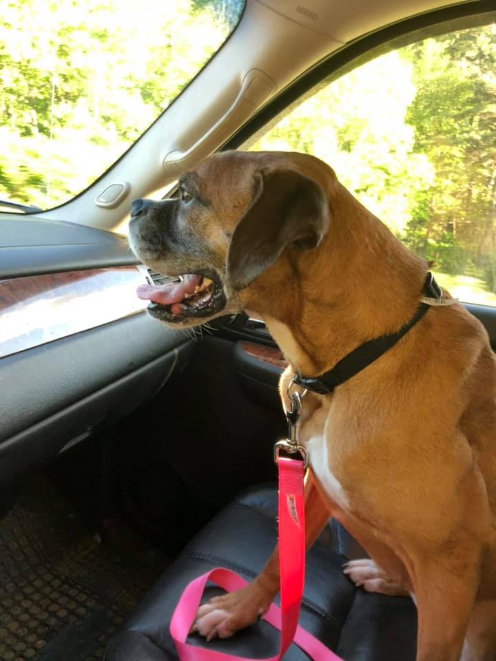 Update: a couple people have asked... - WNC BOXER RESCUE,INC | Facebook