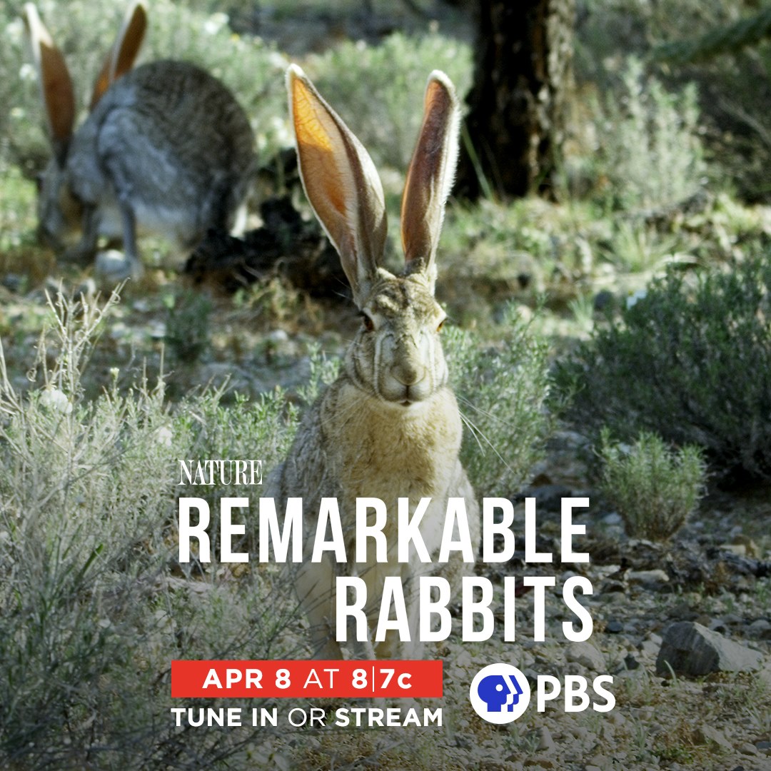 🐇 Put this on your calendar for... - Ozarks Public Television