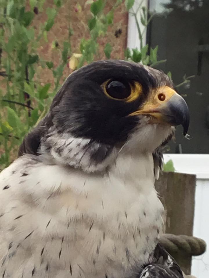 Which tiercel... - Rhuallan Raptors & Falconry Shop Scotland | Facebook