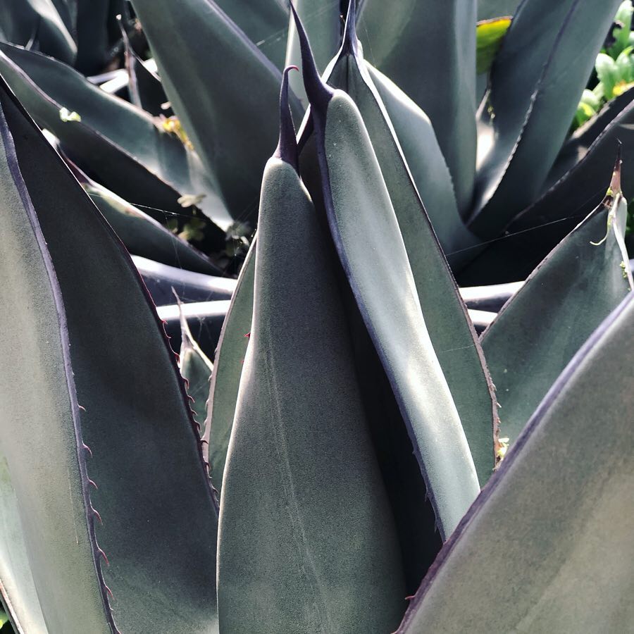 Agave Nigra 