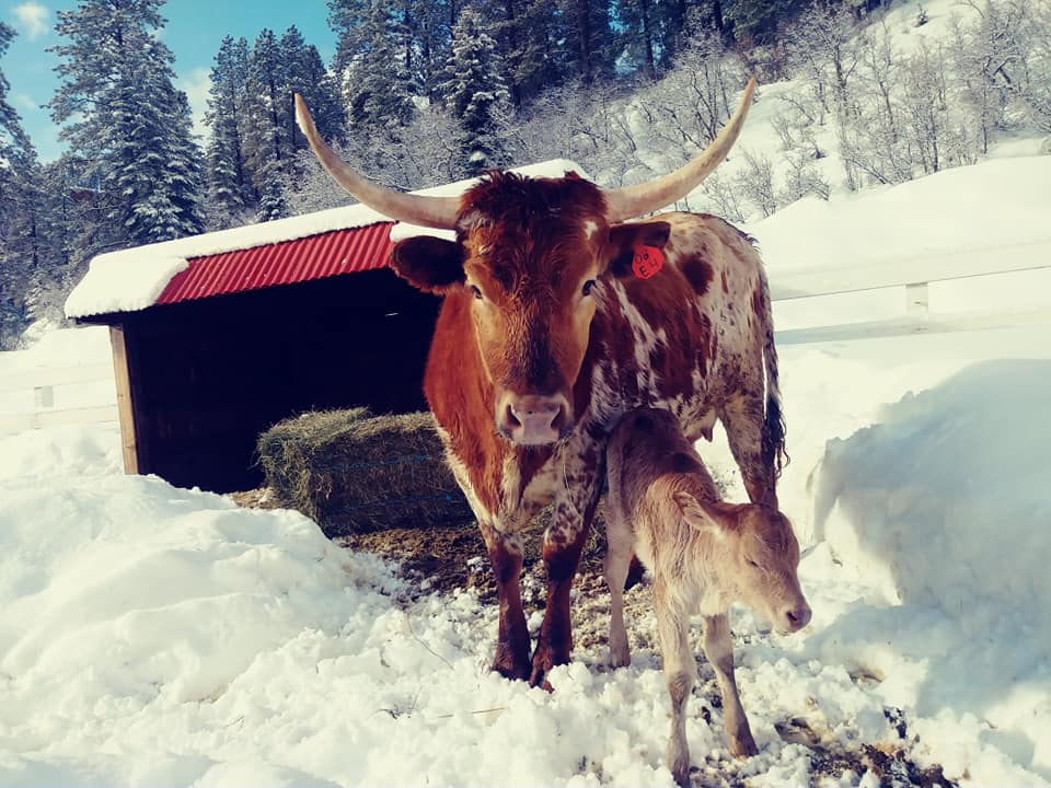 Born just this morning, our 1st... - Colorado Trails Ranch