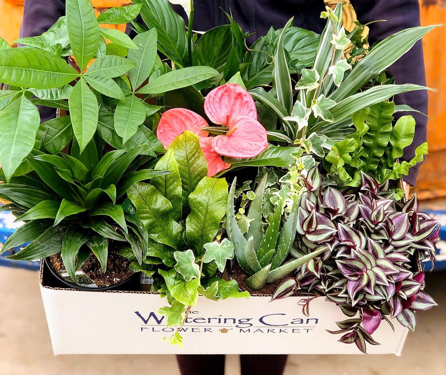 We still have three... - The Watering Can Flower Market | Facebook