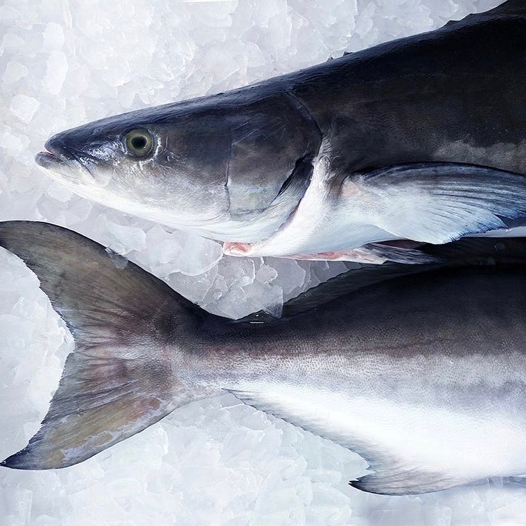 Open Blue Cobia - Our #oceanraised #cobia never see the...