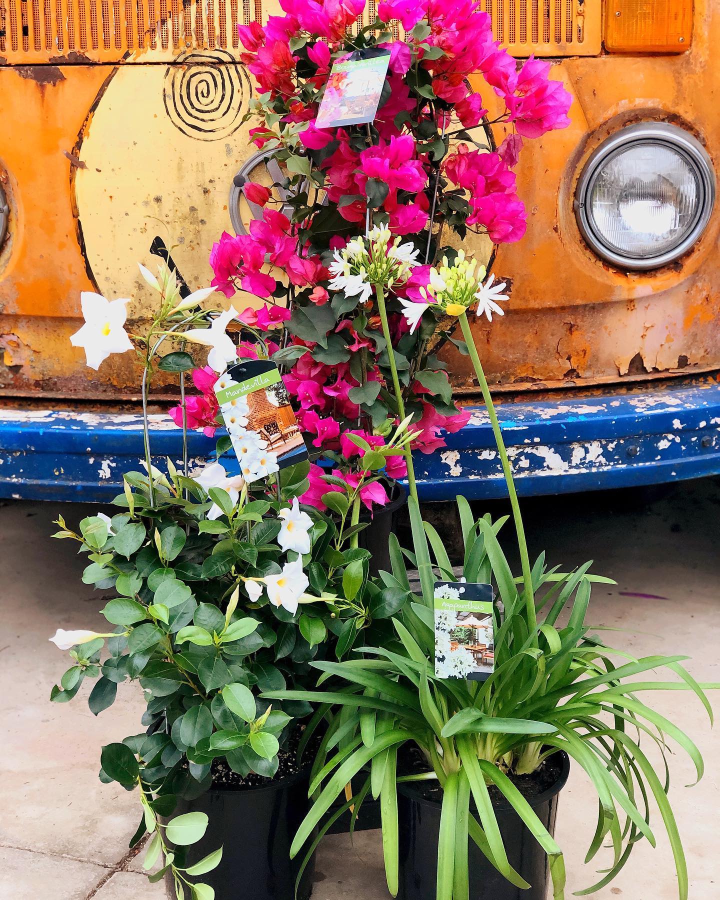 We have an exciting new... - The Watering Can Flower Market