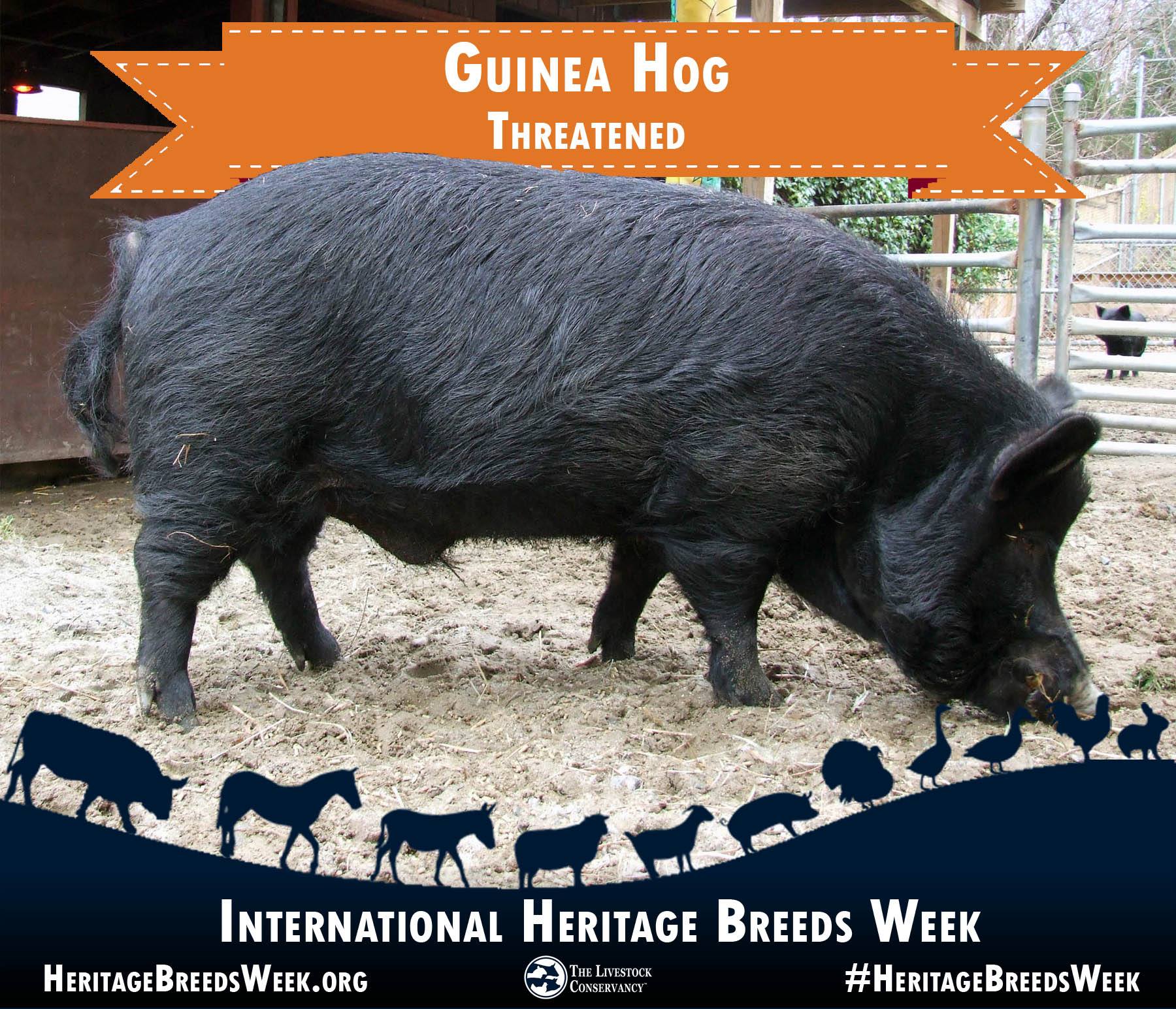The Livestock Conservancy - Guinea Hog —Threatened The Guinea Hog is a ...