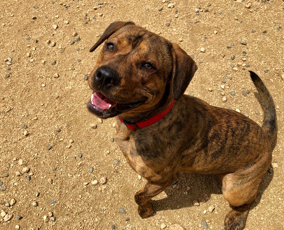Top Dog Ranch | Austin TX
