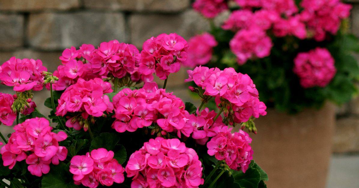 Types Of Geraniums At Armstrong Garden Center The Best Gardens To