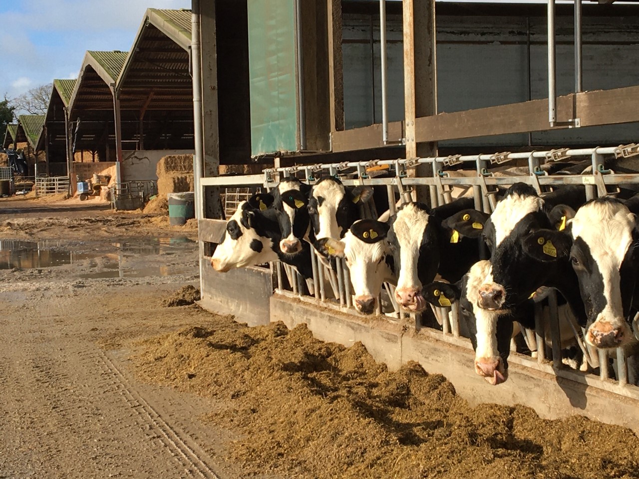 The cows, at Holly Farm, give their... - Newlands Training | Facebook